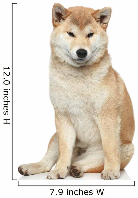 Shiba inu dog on a white background Wall Decal