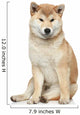 Shiba inu dog on a white background Wall Decal