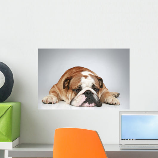 English Bulldog Lying Grey Wall Decal