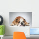 English Bulldog Lying Grey Wall Decal