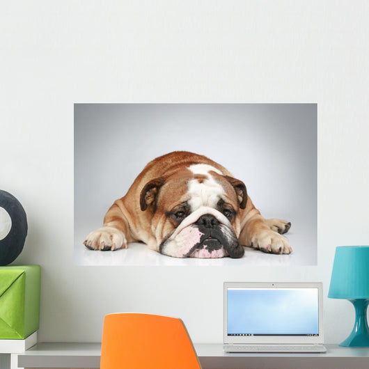 English Bulldog Lying Grey Wall Decal