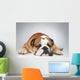 English Bulldog Lying Grey Wall Decal