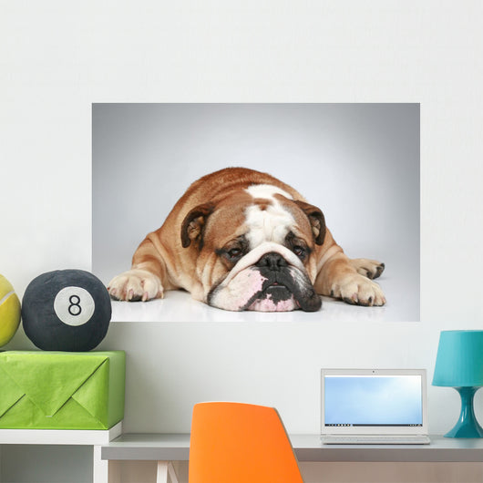 English Bulldog Lying Grey Wall Decal
