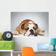 English Bulldog Lying Grey Wall Decal