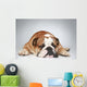 English Bulldog Lying Grey Wall Decal
