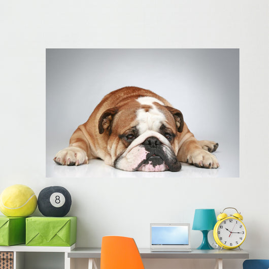 English Bulldog Lying Grey Wall Decal