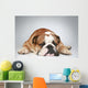 English Bulldog Lying Grey Wall Decal