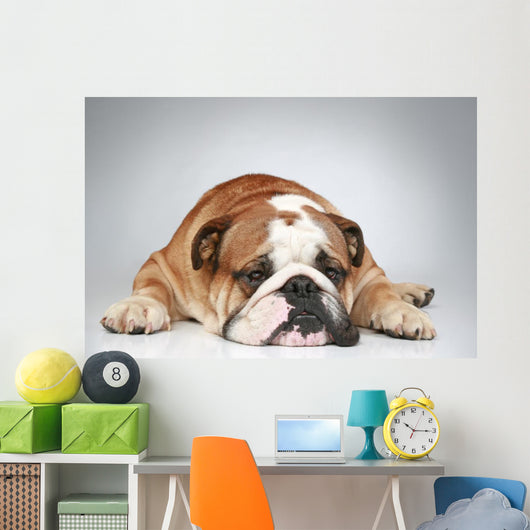 English Bulldog Lying Grey Wall Decal
