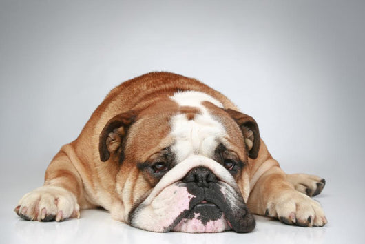 English Bulldog Lying Grey Wall Decal