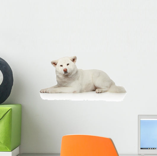 Akita inu dog lying on white background Wall Decal
