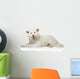 Akita inu dog lying on white background Wall Decal