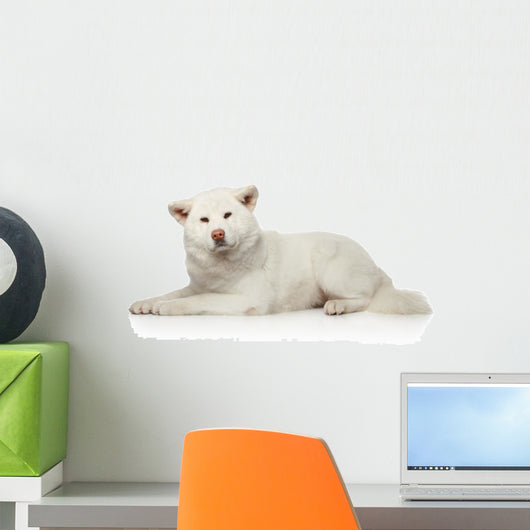 Akita inu dog lying on white background Wall Decal