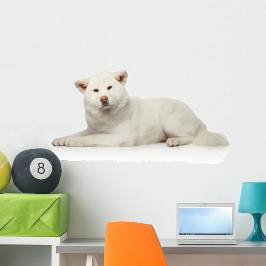 Akita inu dog lying on white background Wall Decal