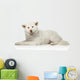 Akita inu dog lying on white background Wall Decal