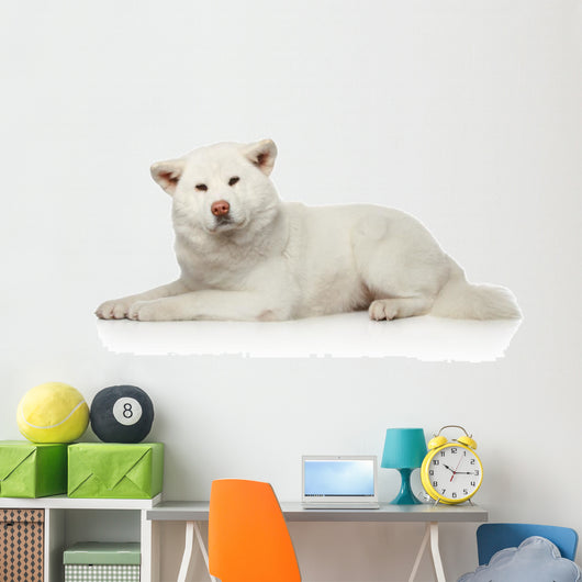 Akita inu dog lying on white background Wall Decal