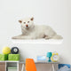 Akita inu dog lying on white background Wall Decal