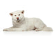 Akita inu dog lying on white background Wall Decal