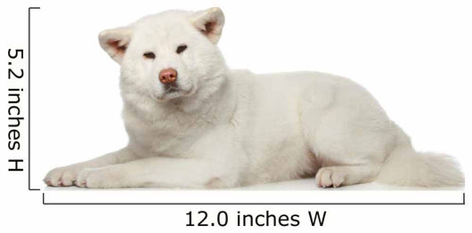 Akita inu dog lying on white background Wall Decal