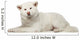 Akita inu dog lying on white background Wall Decal