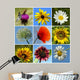 Collage Rural Flowers Wall Mural