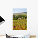 Vineyard Landscape