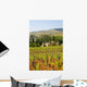 Vineyard Landscape