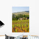 Vineyard Landscape