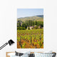 Vineyard Landscape