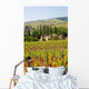 Vineyard Landscape