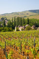 Vineyard Landscape