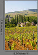 Vineyard Landscape