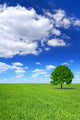 Spring Landscape Lonely Tree Wall Decal