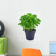 Potted Basil Herb Plant