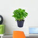 Potted Basil Herb Plant