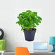 Potted Basil Herb Plant