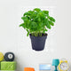 Potted Basil Herb Plant