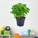 Potted Basil Herb Plant