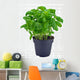 Potted Basil Herb Plant