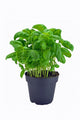 Potted Basil Herb Plant
