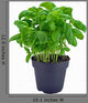 Potted Basil Herb Plant
