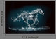 Water Horse Wall Mural