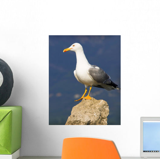 Seagull