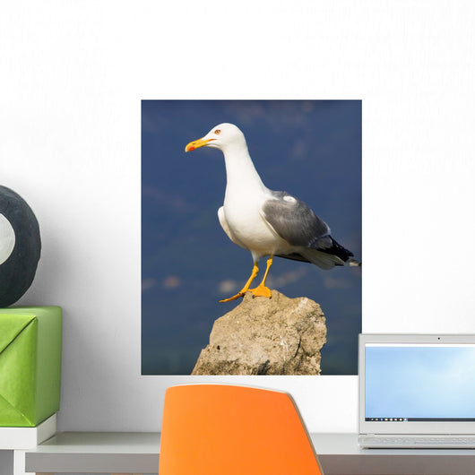 Seagull