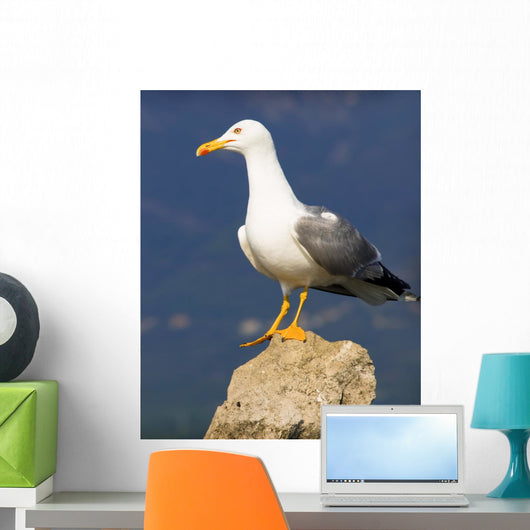 Seagull