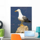 Seagull