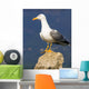 Seagull