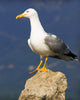 Seagull
