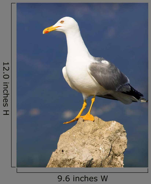 Seagull