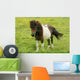 Pony Wall Mural