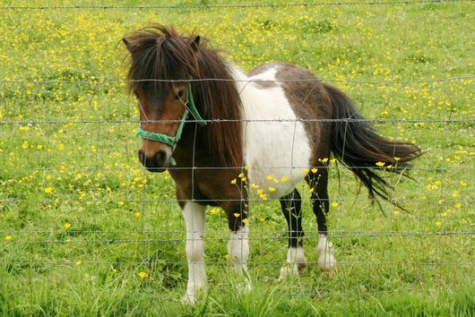 Pony Wall Mural